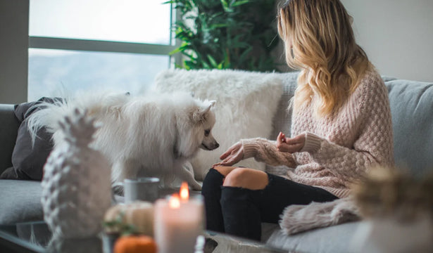 7 Dog-Friendly Superfoods