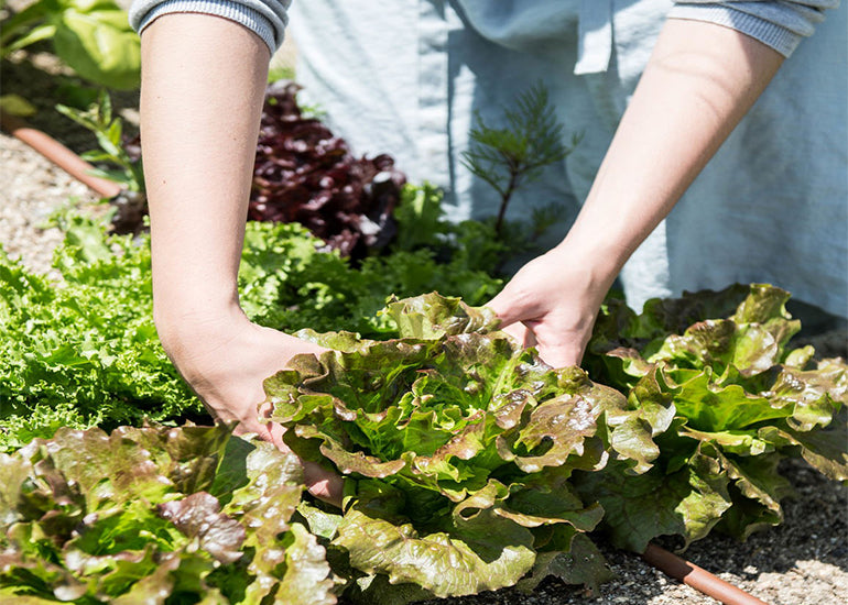 A woman harvesting lettuce in a garden