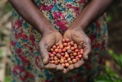 Farmer holding freshly harvested fruits