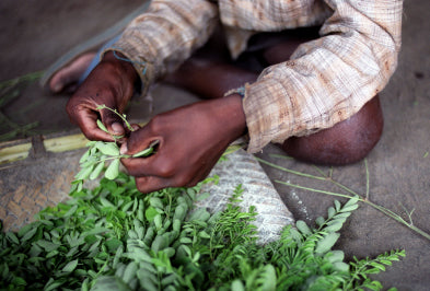 Farmer examining a harvest