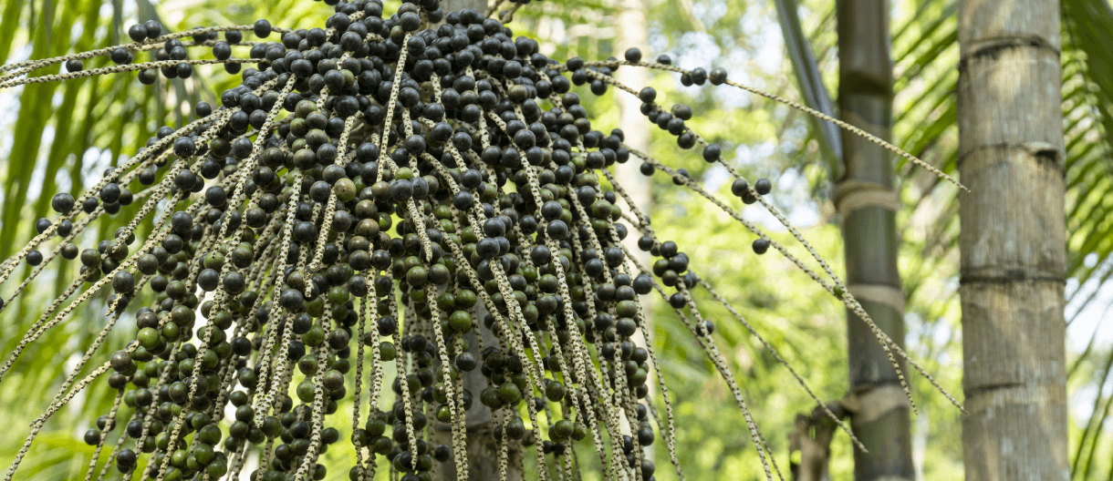 Acai plant