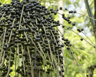 Acai plant