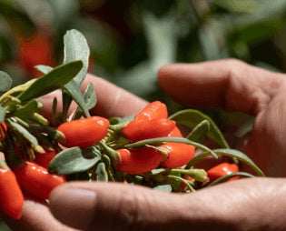 Goji plant