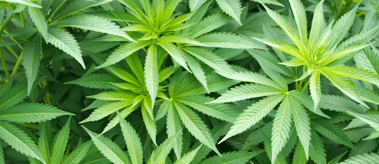 Hemp Plant