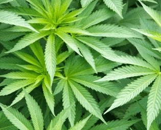 Hemp plant