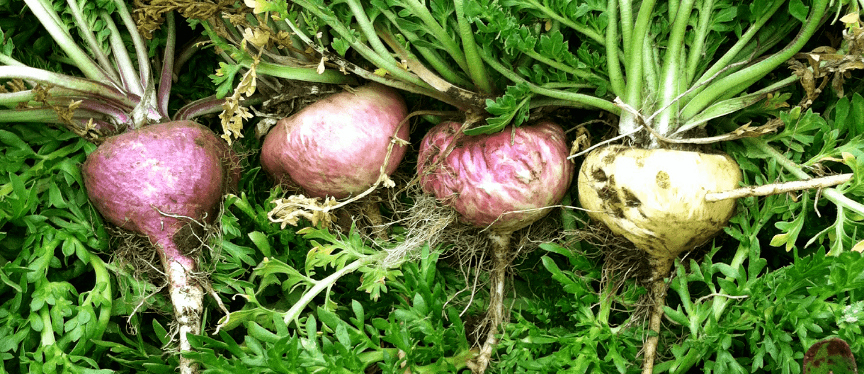 Maca Plant
