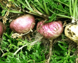 Maca plant