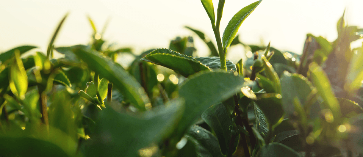 Matcha plant