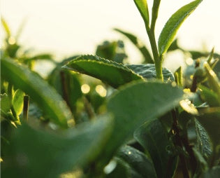 Matcha plant