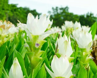 Turmeric plant