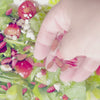 Navitas Organics 100% organic Goji Berries product video